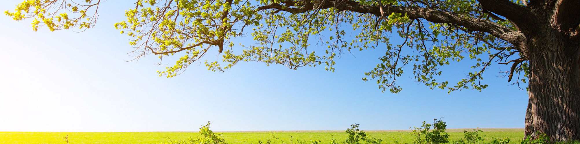 Mighty Oak Tree